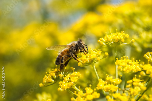 Bee on fennel flower, California