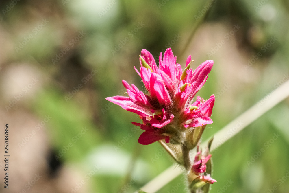 Obraz premium Pink Indian Paintbrush flowers, Yellowstone National Park, Wyoming