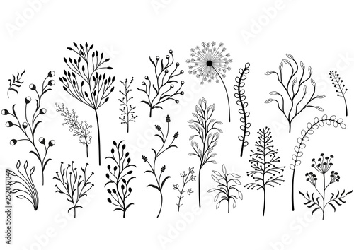 Set of wild plants, Black and white illustration.