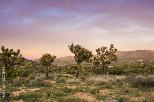 Blooming Joshua Trees  Yucca Brevifolia  on a colorful sunset background  Joshua Tree National Park  California