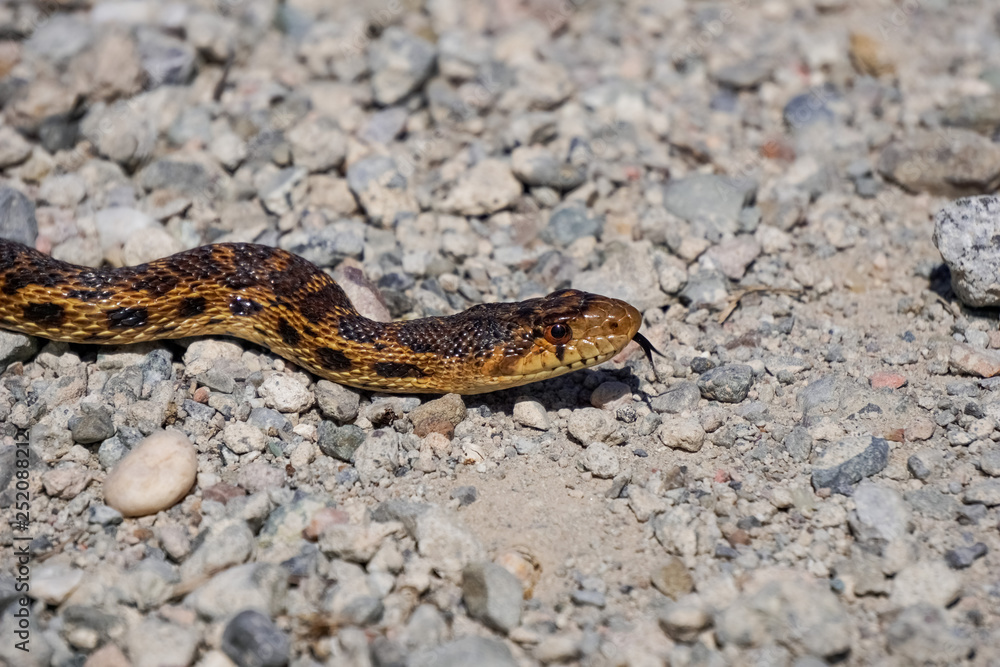 Pacific Gopher Snake, San Francisco Bay trail, California Pacific Gopher Snake, San Francisco Bay trail, California