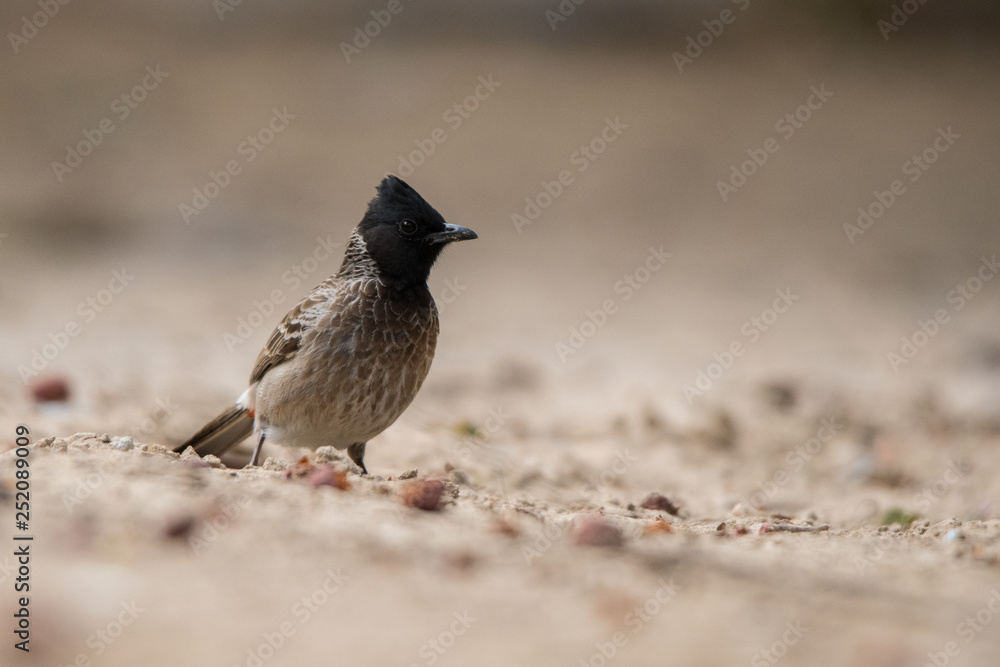Red-vented bulbul / Pycnonotus cafer. Creek Park, Dubai. UAE Red-vented bulbul / Pycnonotus cafer. Creek Park, Dubai. UAE