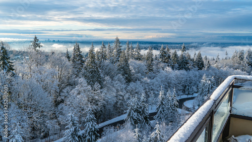 Snow-Covered Conifers On Burnaby Mountain photo