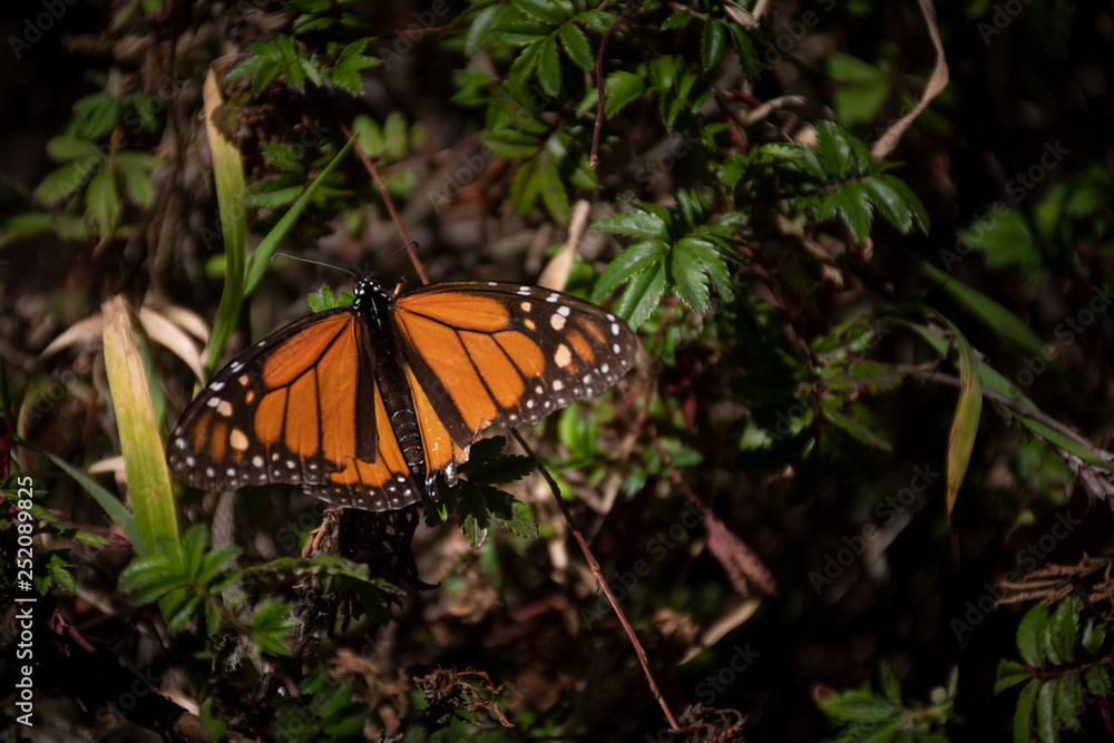Fototapeta premium mariposa monarca 6