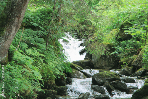 stream in the forest