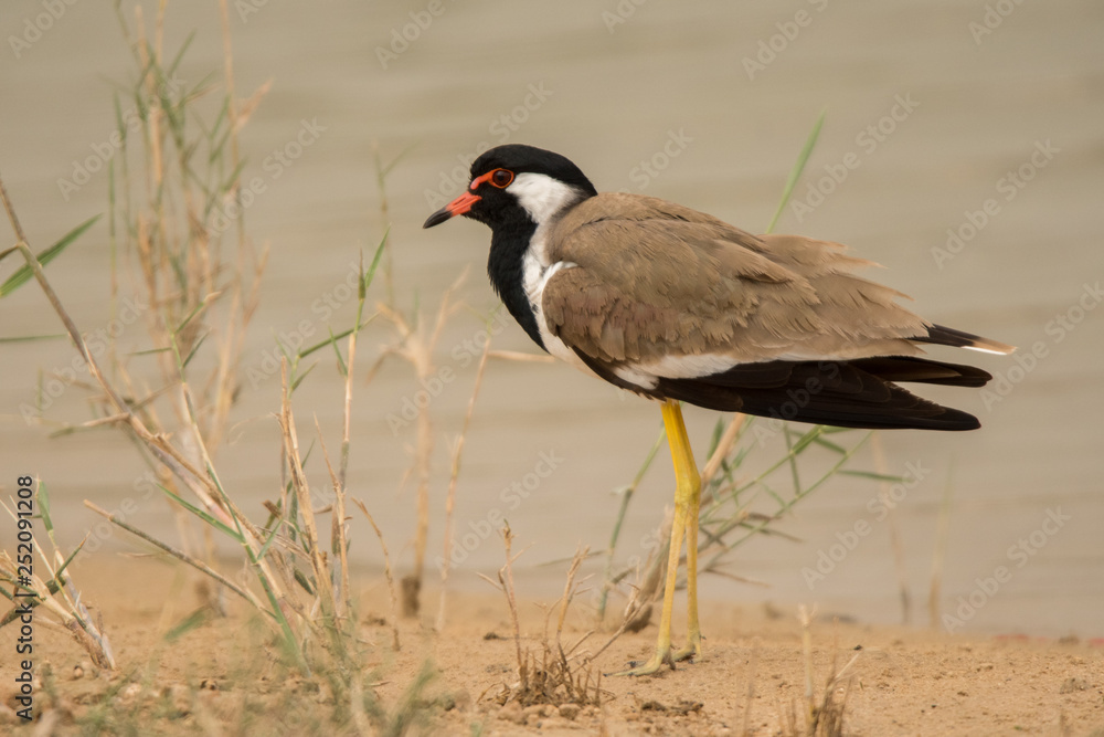 Red-wattled lapwing / Vanellus indicus Red-wattled lapwing / Vanellus indicus
