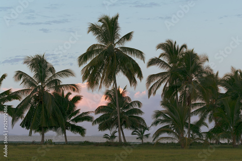 Serene beach backdrop with palm tress. © angeldibilio