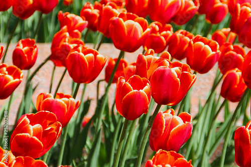 field of tulips