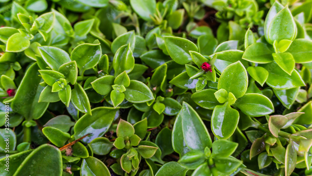 dicke grüne Blätter und Blütenblätter einer Blume Stock Photo | Adobe Stock