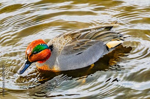 Great Winged Teal Duck Juanita Bay Park Lake Washington Kirkland Washiington photo