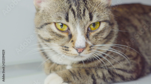 Close-up portrait of Bengal cat on white background