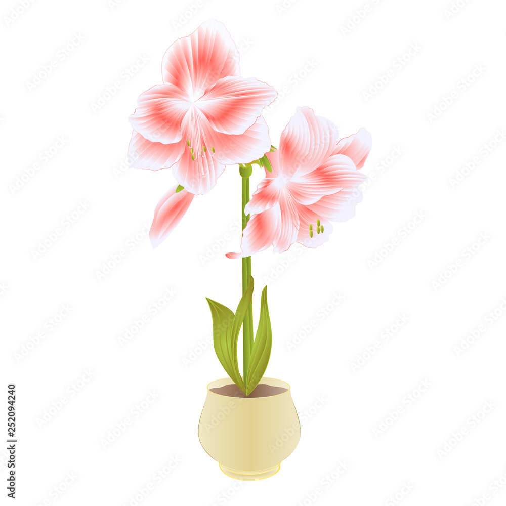 Obraz premium Elegant blooming Amaryllis pink flowers and bud in pot on a white background detailed natural drawing of gorgeous cultivated flowering garden plant vintage vector illustration editable hand draw
