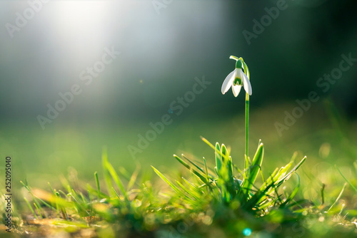 Snowdrop in spring on a sunny day