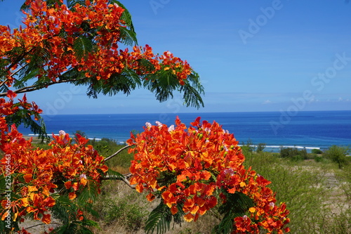 Canvas-taulu flamboyant in full  bloom with a view on the ocean in La Réunion, France