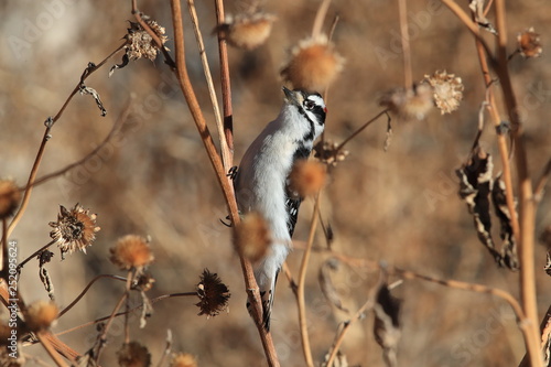 Downy woodpecker Bosque del Apache Wildlife Reserve New Mexico USA photo