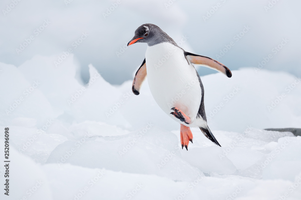 Gentoo penguin jumps over blocks of ice Gentoo penguin jumps over blocks of ice