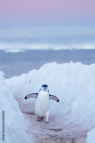 Chinstrap penguin walks on path between snowbanks