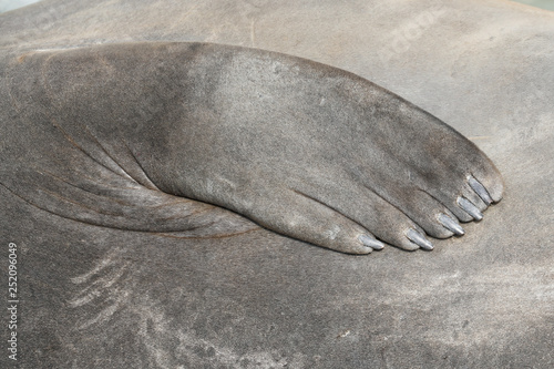Close up of elephant seal flipper