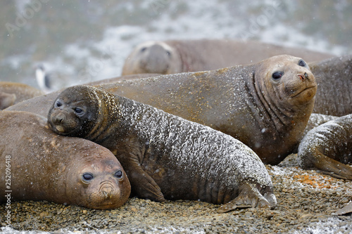Southern elephant seal rests on its mother