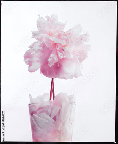 Pale pink peony in glass of petals photo