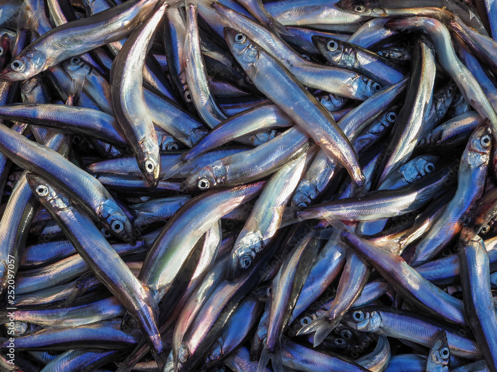 Pile of fresh anchovy fish Pile of fresh anchovy fish