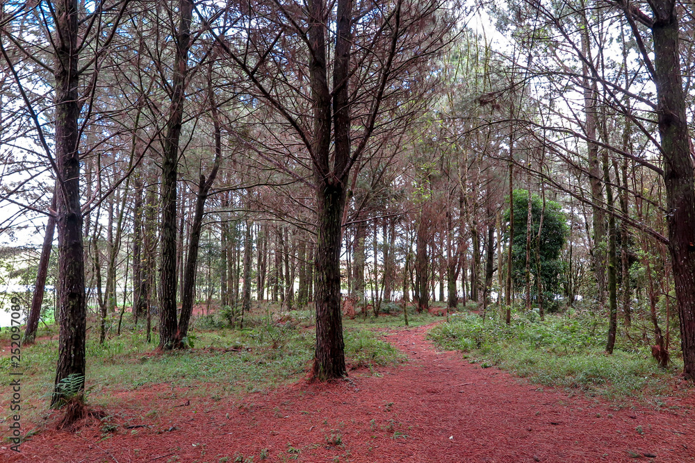 Pine forest, with dry leaves on the ground, Perimbo dam, Petrolandia, Santa Catarina, Brazil Pine forest, with dry leaves on the ground, Perimbo dam, Petrolandia, Santa Catarina, Brazil