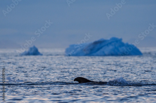 Dorsal fin of whale off the coast of Greenland photo