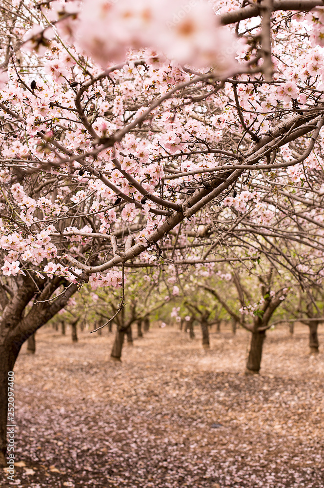 Blossom almond trees in spring orchard . Shallow depth of field Blossom almond trees in spring orchard . Shallow depth of field