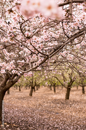 Blossom almond trees in spring orchard . Shallow depth of field
