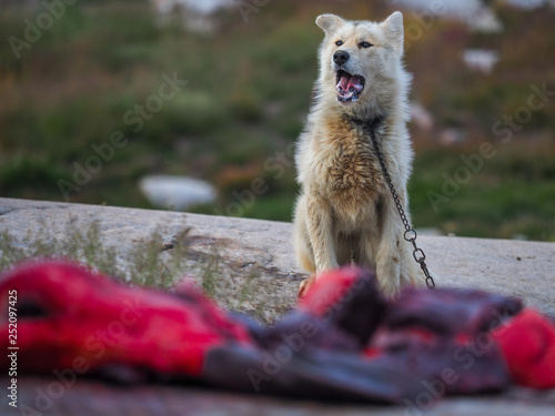 Greenland dog on chain barks