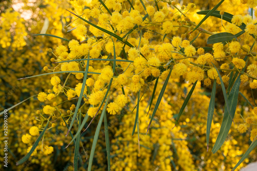 yellow Mimosa flowers close-up
