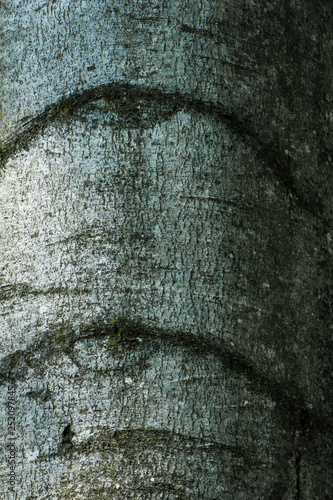 natural wood texture
