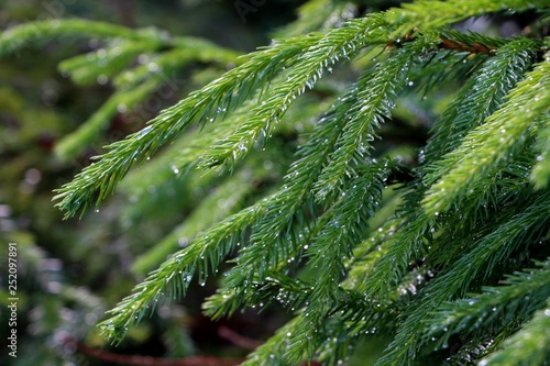 tree in the drops