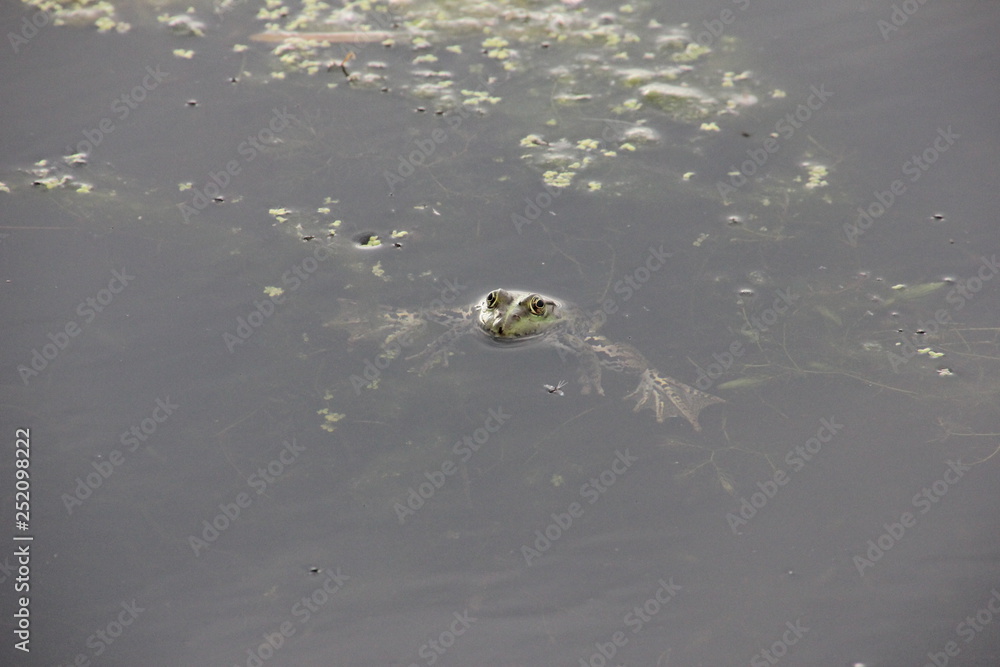 Fototapeta premium frog in pond