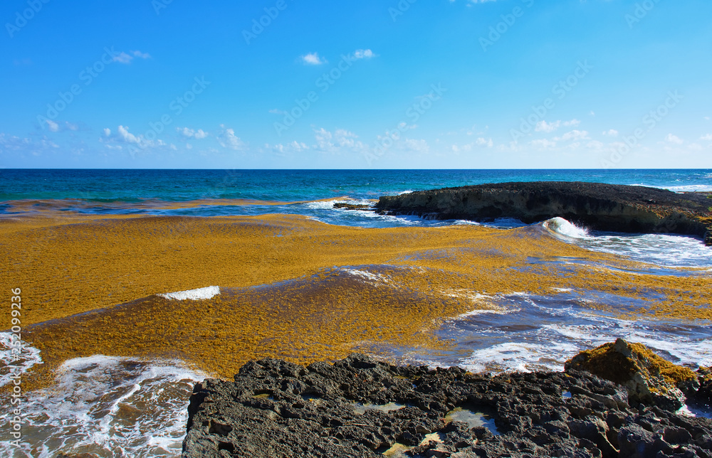 Sunny day. Marine coral and sharp stones. Global warming killing seaweed. Seaweed floating on the sea. Cozumel southern tip ( El Mirador )