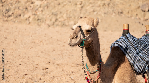 Kamel oder Dromedar in der W  ste   gyptens mit buntem Halfter