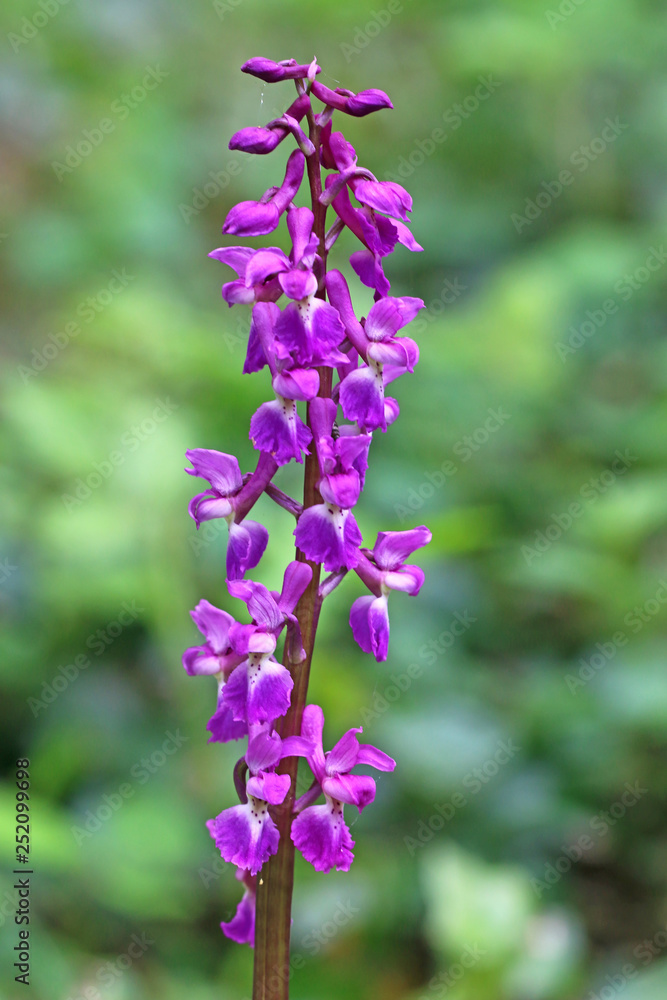 Obraz premium Wild orchid flower