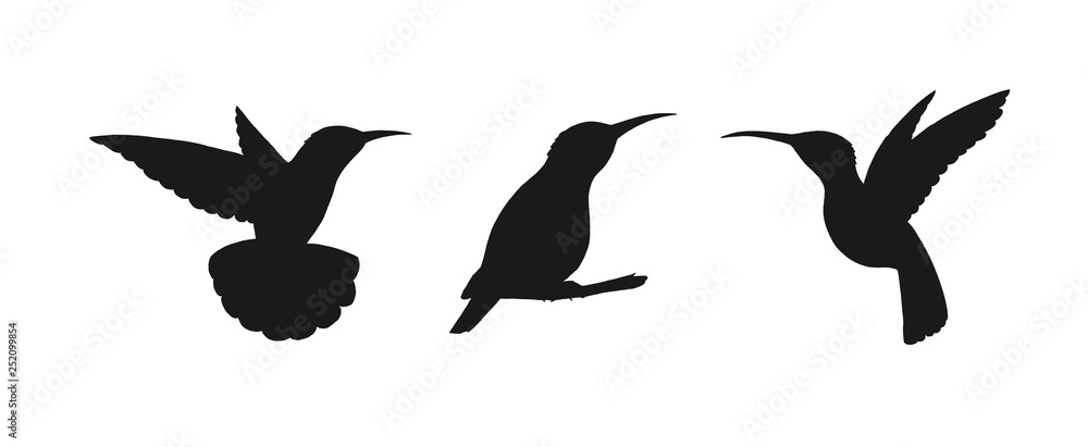 Fototapeta premium Set of three detailed black hummingbird silhouettes isolated on white