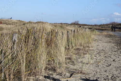 the dunes along the sea with beach grass in holland in winter