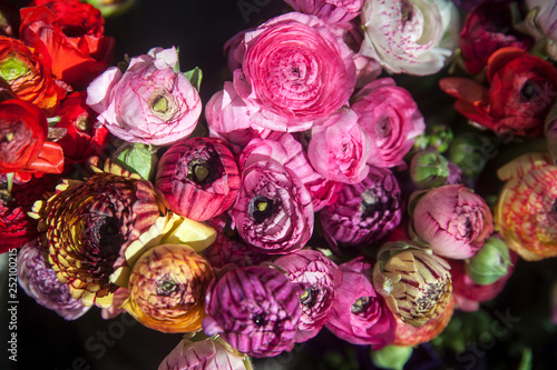 Multicolored Ranunculus in a bouquet for sale