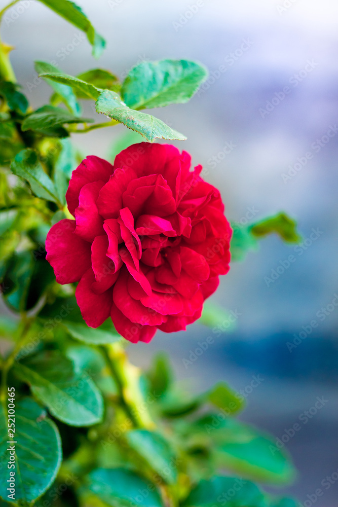Red rose with leaves on a blurry background_ Red rose with leaves on a blurry background_