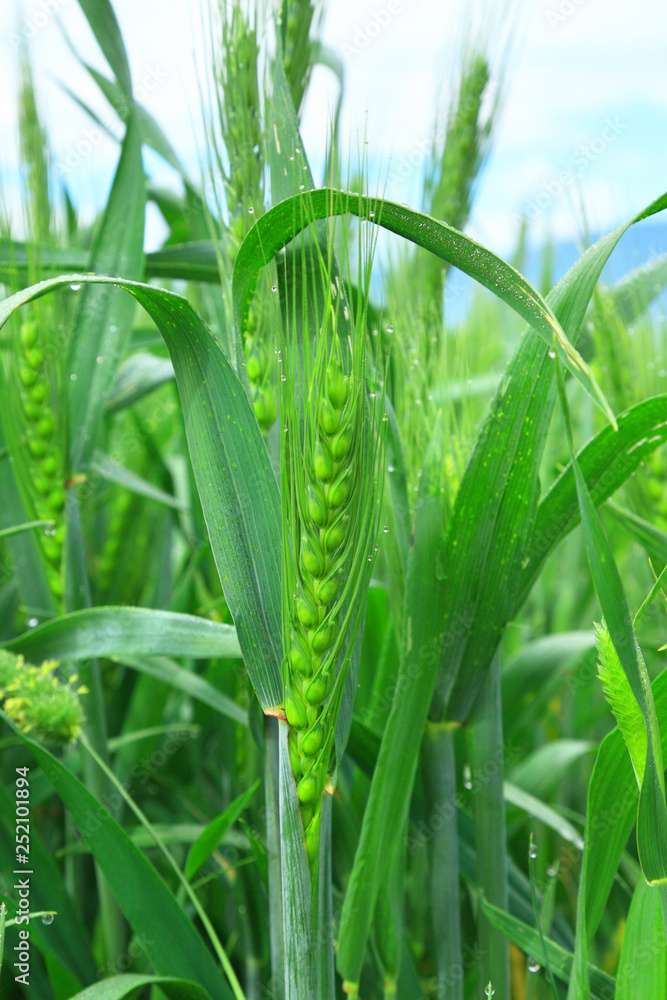 spike of barley spike of barley