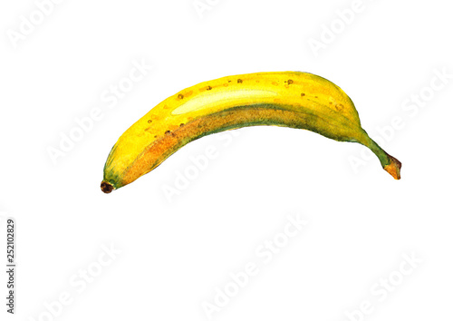 Hand drawn watercolor banana fruit closeup isolated on white background realistic 