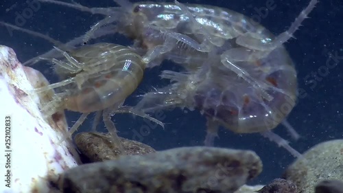 Bachflohkrebs,amphipoda,Gammarus photo