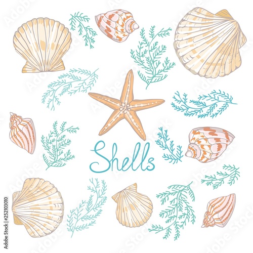 Hand drawn vector illustrations - collection of seashells. Marine set. Perfect for invitations, greeting cards, posters, prints, banners, flyers etc