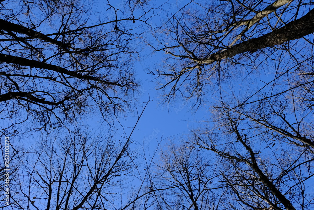 crowns of trees against a blue sky crowns of trees against a blue sky