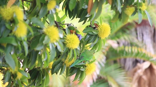 yellow flowers of the golden penda tree (Xanthostemon chrysanthus) and rainbow lorikeet  in spring early summer Gold Coast Australia Queensland