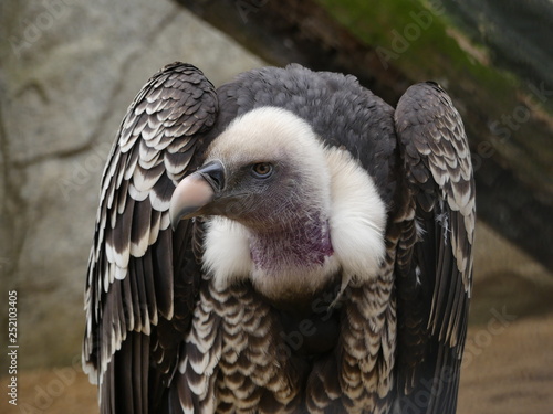 Trigonoceps occipitalis - white headed vulture portrait view photo