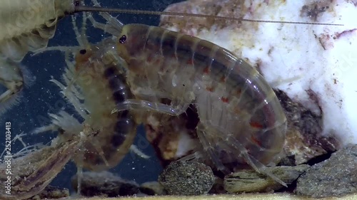 Bachflohkrebs,amphipoda,Gammarus photo