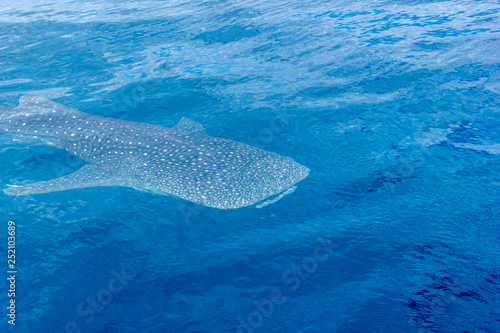 a small baby Whale Shark  shot from a boat  Nigaloo Reef Western Australia